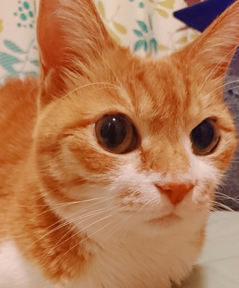 20-07-01-13-21-39-562_deco