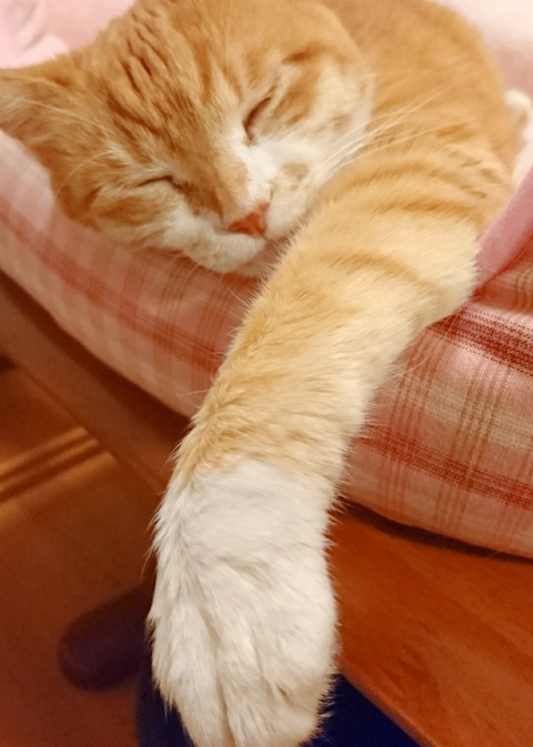 20-07-18-13-41-50-185_deco