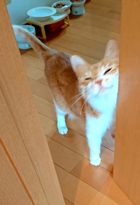 20-07-14-13-56-30-770_deco