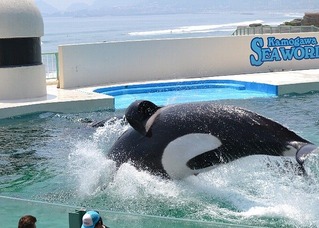シャチ
