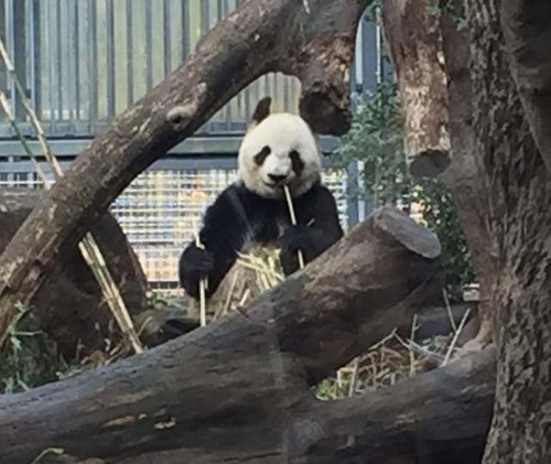 パンダ