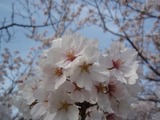 sakura_s