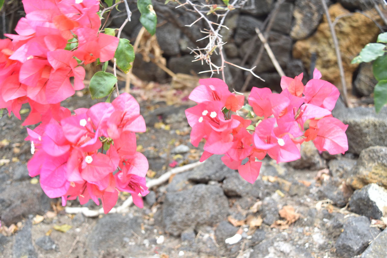 ハワイ島で見つけた花 ブーゲンビリア Etsy S Life Note