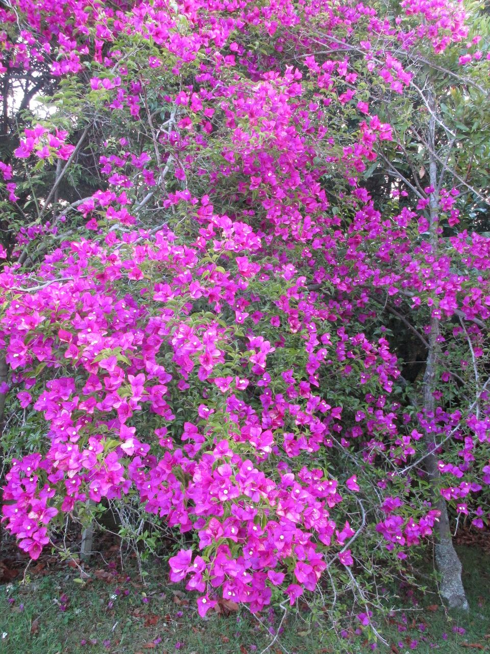 派手な花 地味な花 小さな幸せ Nz