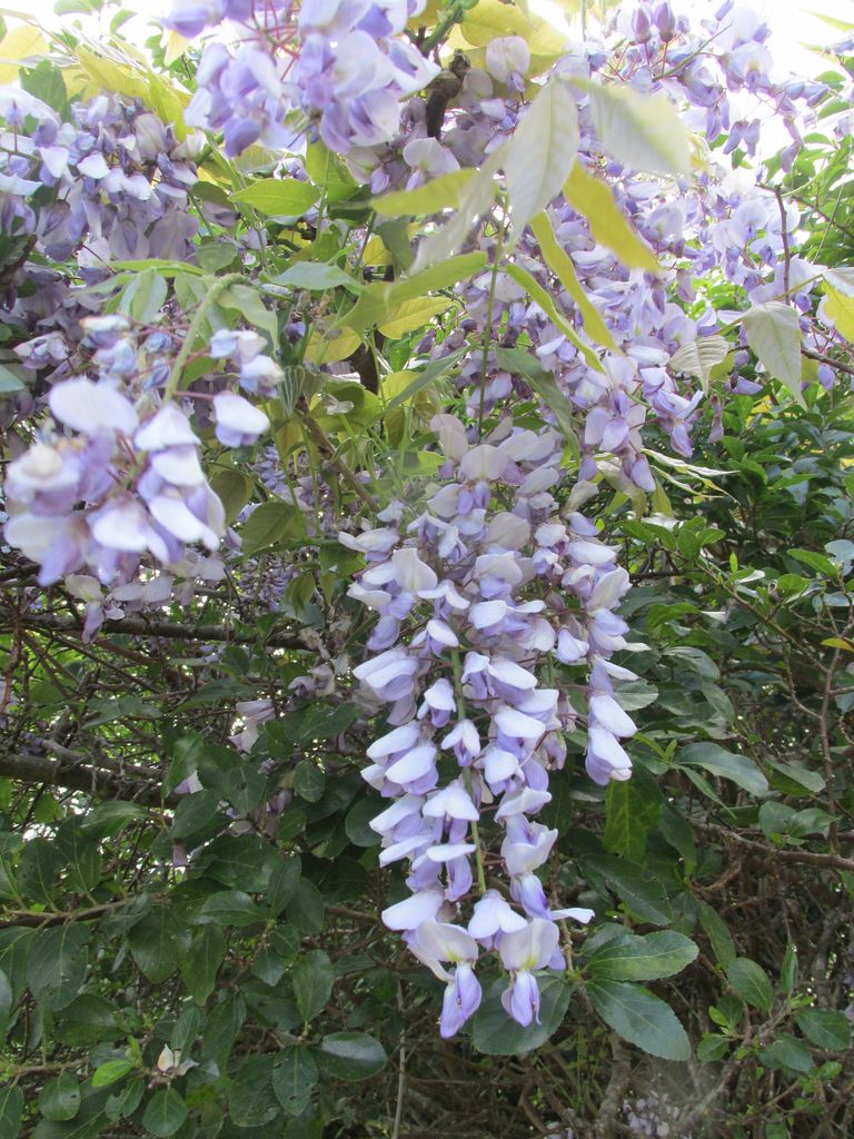 花の名 小さな幸せ Nz 花の名 小さな幸せ Nz