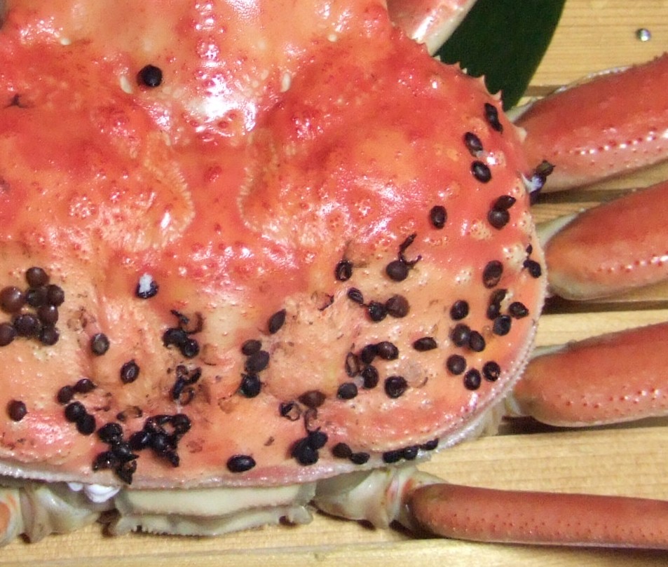 カニうんちく のほほん育児生活