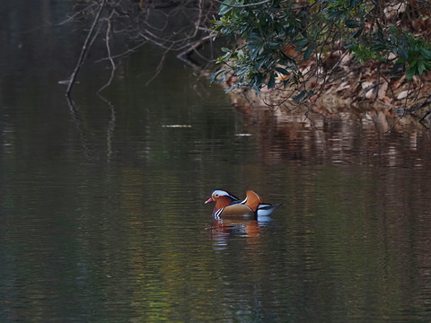 ②公園水鳥の代表格オシドリさん