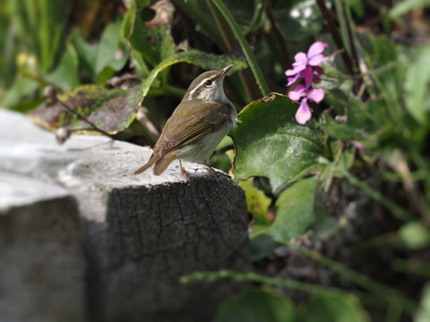 ④舳倉島で出会ったムシクイ（鳥名不明調査中）