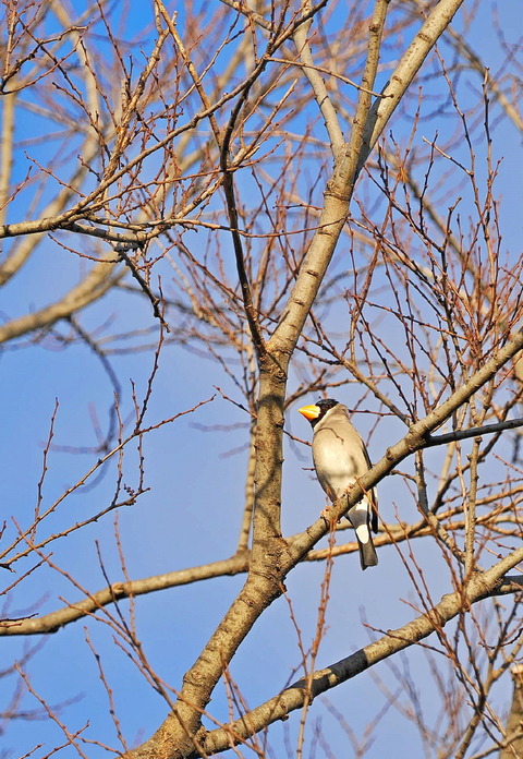 ⑤公園で出会ったイカルさん