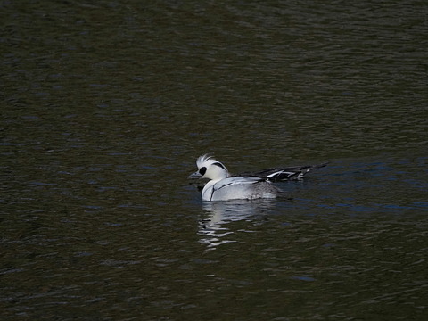 ②蜻蛉池公園のミコアイサ達♂