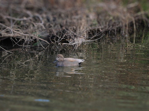⑨公園のお池で出会ったオカヨシガモさん♂