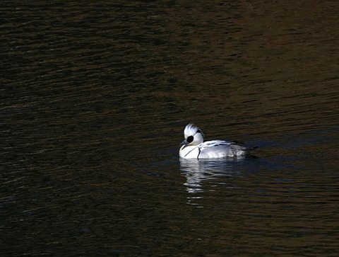 ①蜻蛉池公園のミコアイサ達♂