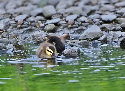 ⑧またまた河原でカルガモの雛鳥に出会いました