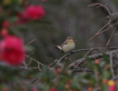 ⑩山茶花とニシオジロビタキ4