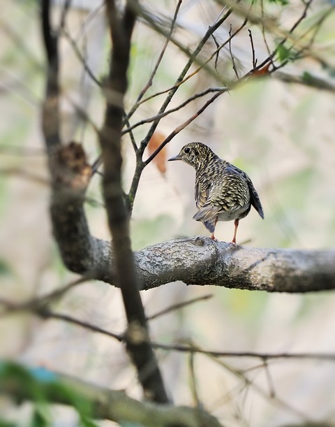 ①公園で出会ったトラツグミ