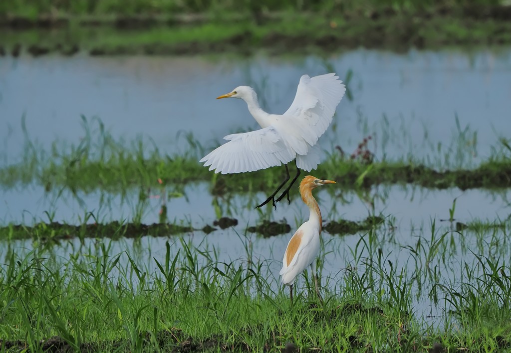 6月24日 火曜日 地元田園地帯に舞い降りた8羽のアマサギたち(水田んぼ編) : カメラ大好きおやじの野鳥と自然風景フォトアルバム