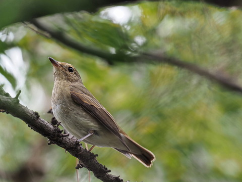 ⑥キビタキ♀僅か３ｍ先