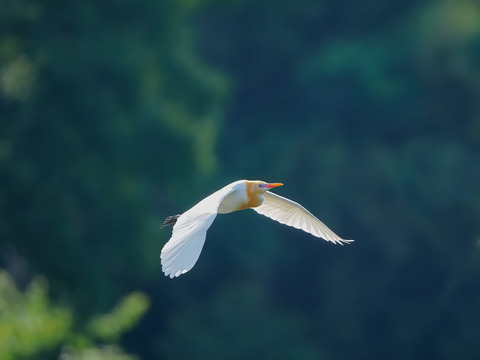 ⑩羽ばたくアマサギさん