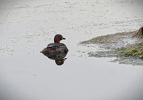 ⑪孵化したばかりのカイツブリ雛鳥