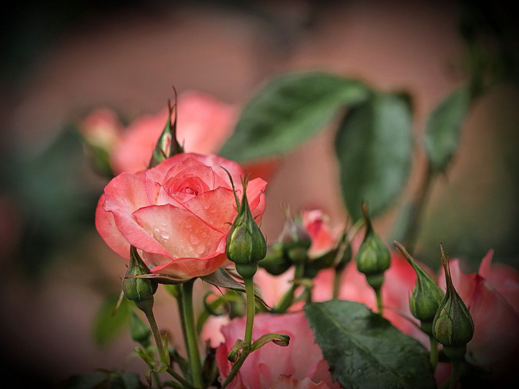 ５月２１日 火曜日 堺市浜寺公園のバラ園に行ってきました カメラ大好きおやじの野鳥と自然風景フォトアルバム