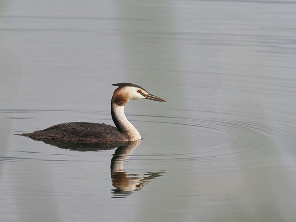 ④カンムリカイツブリ成鳥