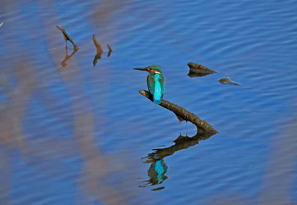 3月8日 水曜日 地元の河原で出会ったカワセミさん達。。 : カメラ