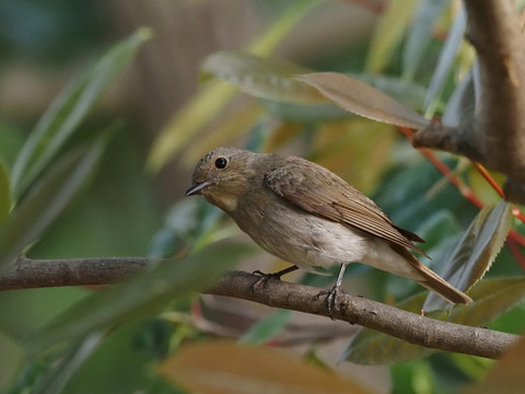 ⑤オオルリ♀