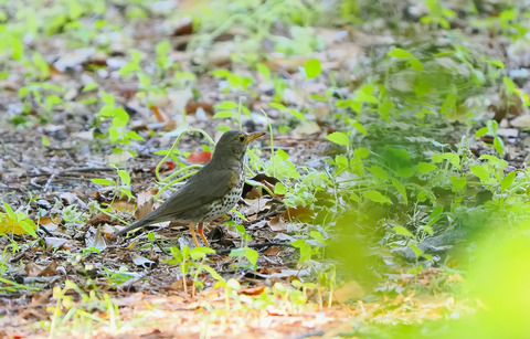 ⑨公園で出会ったクロツグミ♀さん
