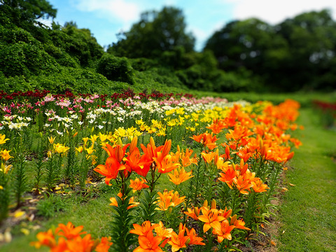 ⑦ユリロードの開花状況