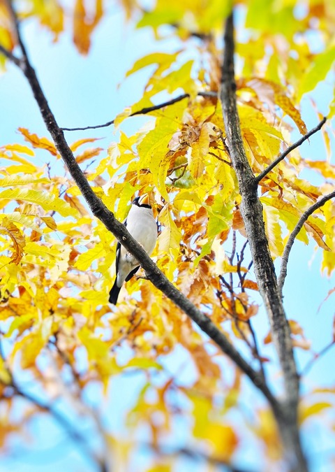 ⑨紅葉が進む公園に渡ってきたイカルさん