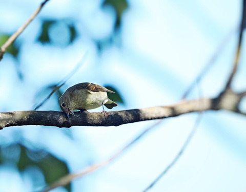 ⑧キビタキ♀