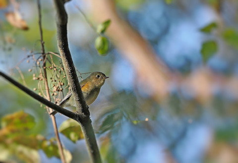②山寺で出会ったルリビタキ♀