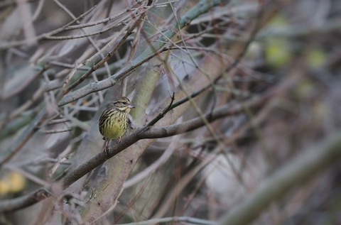 ⑥公園で出会ったアオジ♀さん