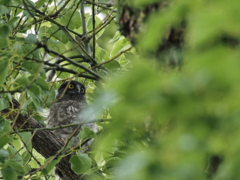 ①巣立ったばかりのアオバズク雛