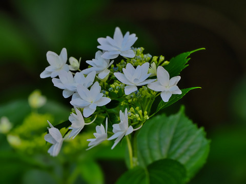 ⑬墨田の花火