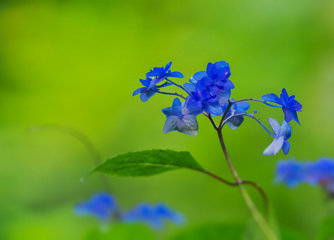 ⑧深山八重紫