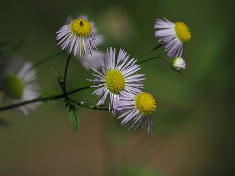 ④ヒメジョオンの花