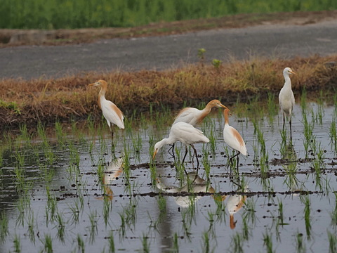 ⑥水田のアマサギ