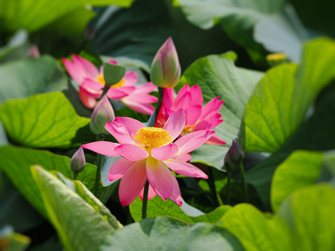 ⑤里山の野池の蓮が咲き始めました
