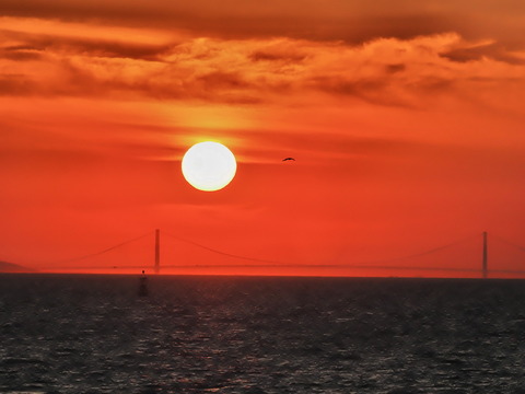 ②明石海峡大指に沈む夕日とウミネコ