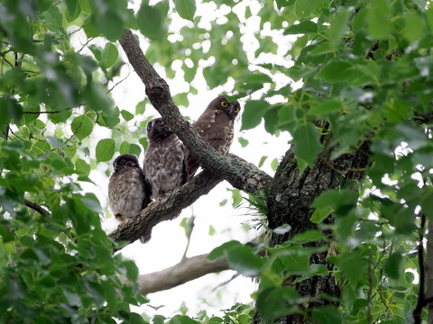 ①今年も無事にアオバズクの雛が育ちました　右は親鳥です