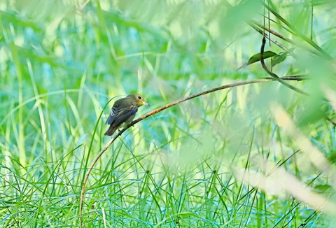 ⑩公園で出会ったキビタキ♀