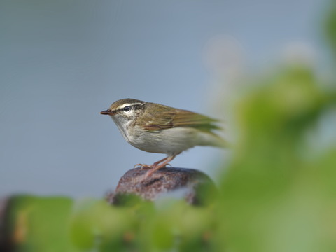 ①舳倉島で出会ったムシクイ（鳥名不明調査中）