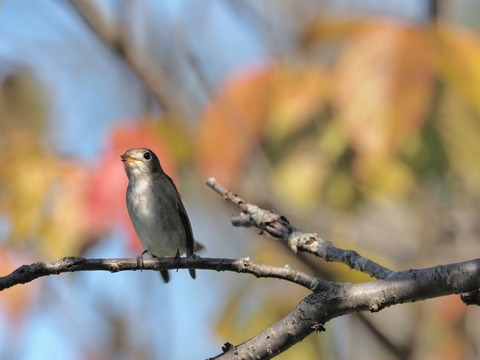 ⑥紅葉をバックにコサメビタキ