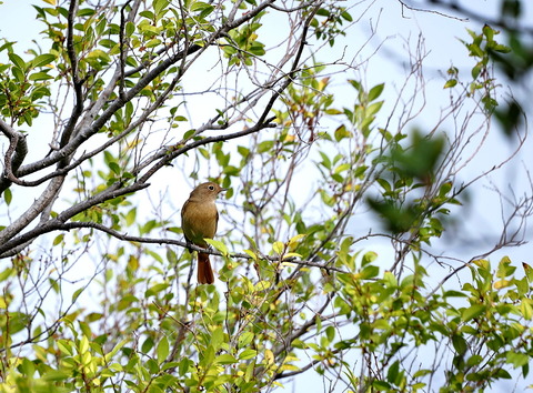 ③ジョウビタキ♀