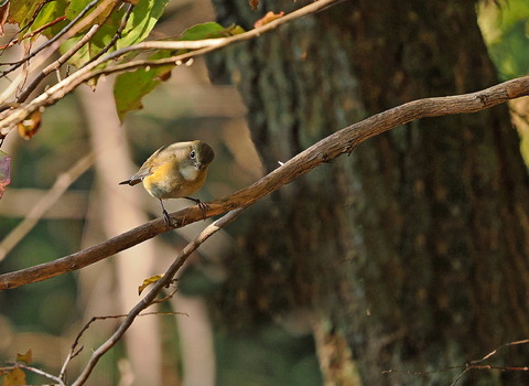 ③山寺で出会ったルリビタキ♀