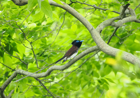 ⑥二度目の渡りとなった公園のサンコウチョウ♂