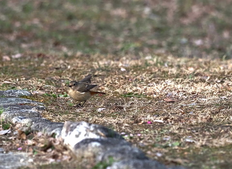 ⑥ジョウビタキ♀