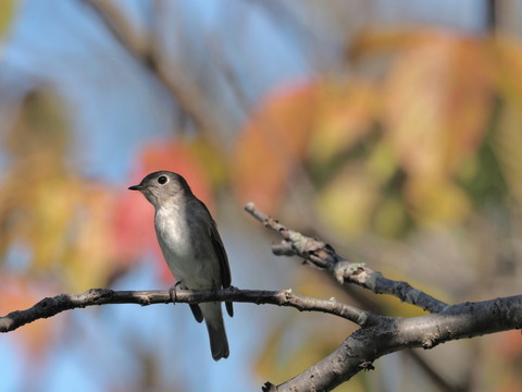 ⑦紅葉をバックにコサメビタキ