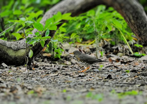 ⑫公園で出会ったクロツグミ
